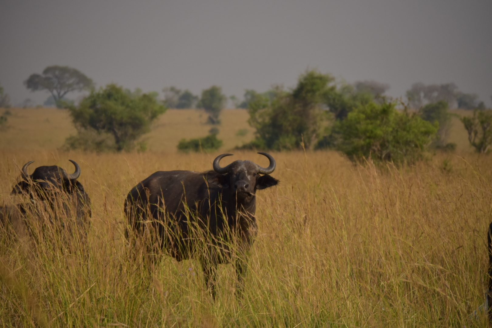 Buffaloes in Murchison Falls Uganda Park