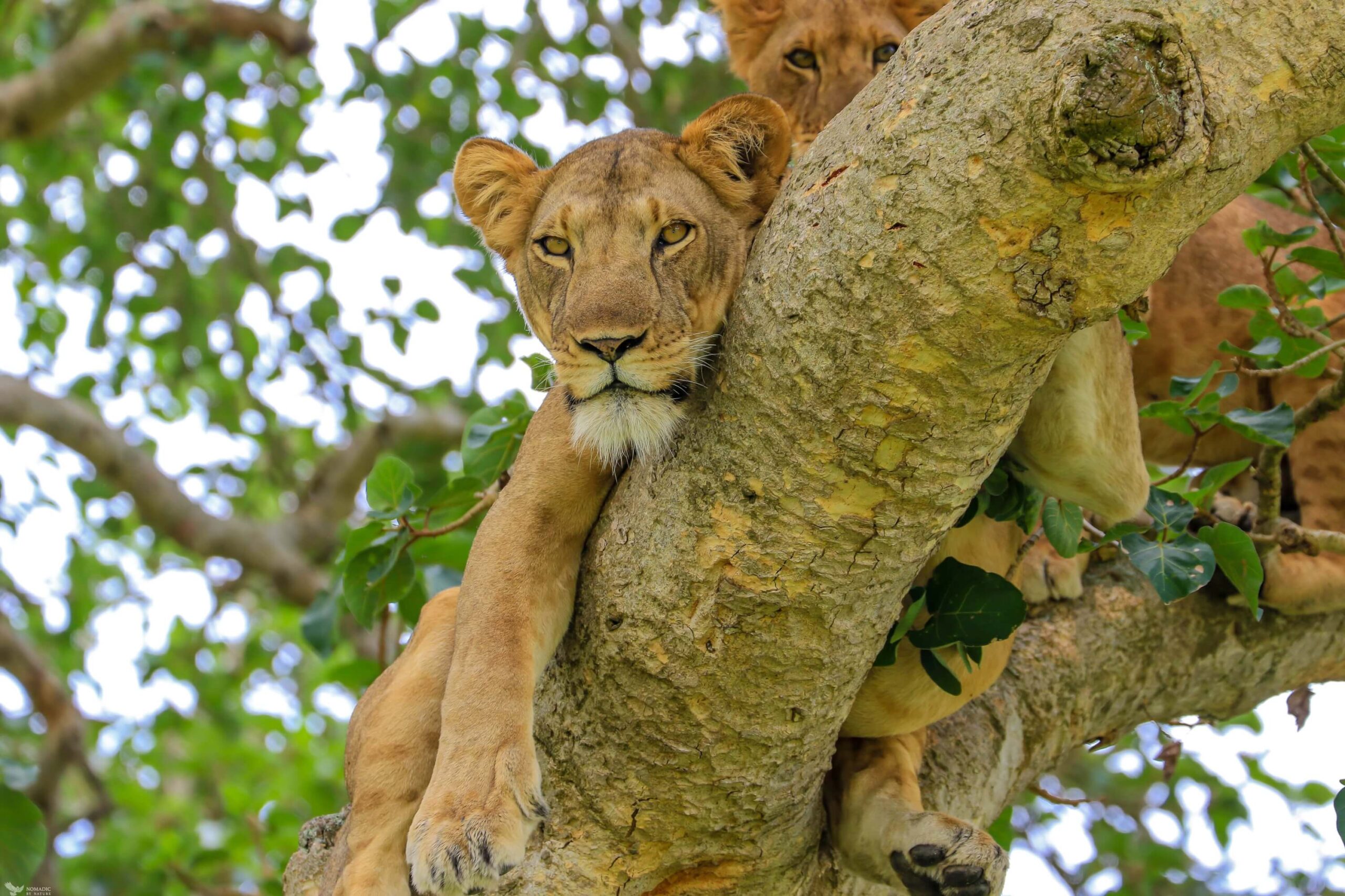 queen elizabeth national park tree climbing lions
