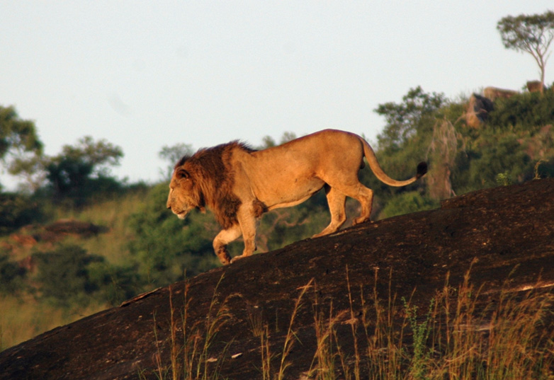 Lion in Kidepo Valley N/P