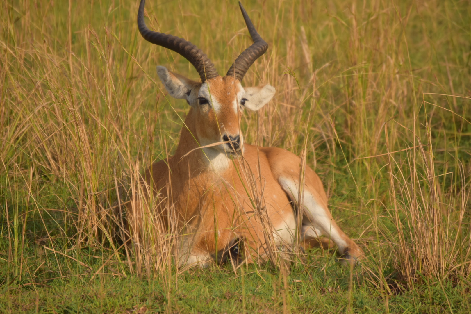 Antelope at Murchison Falls National Park, Uganda