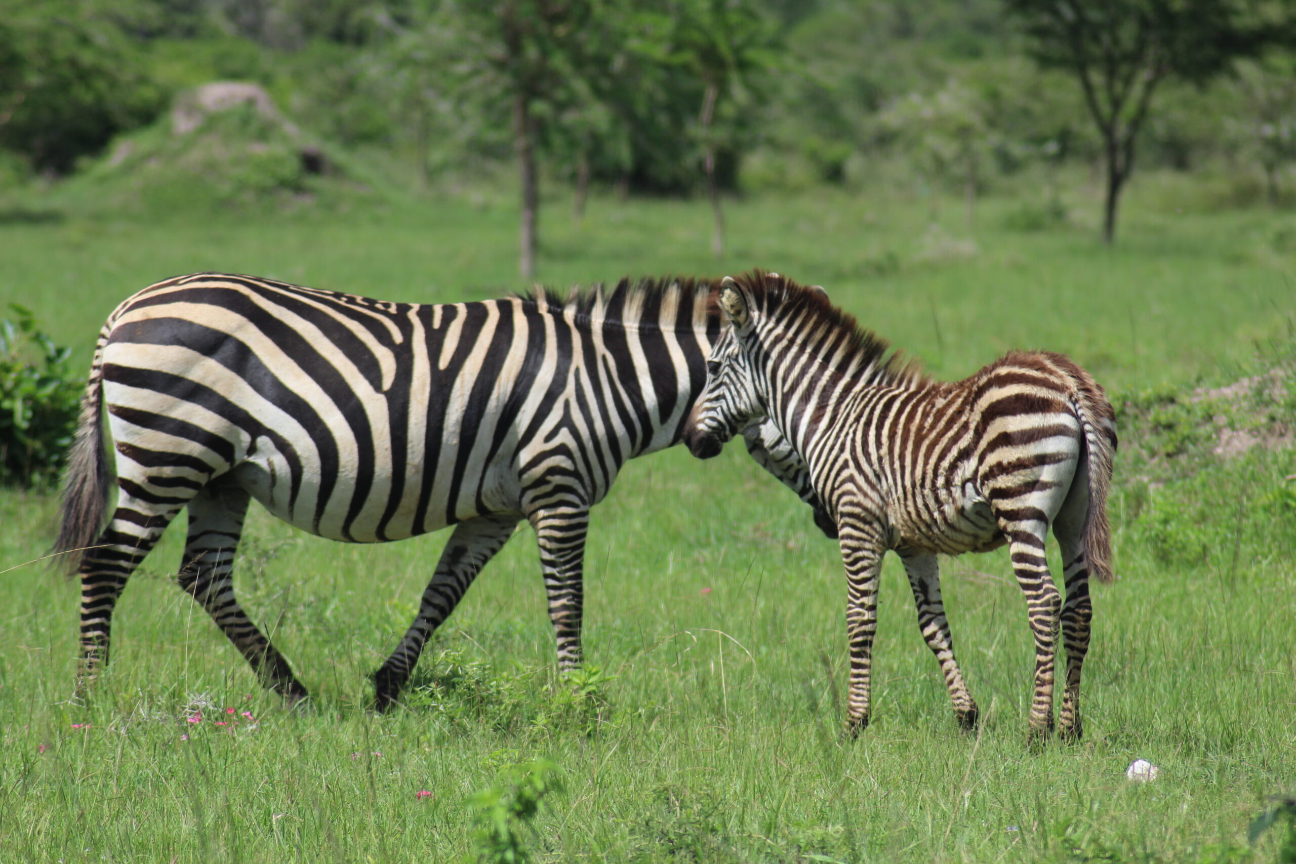 Zebras in Lake Mburo Uganda